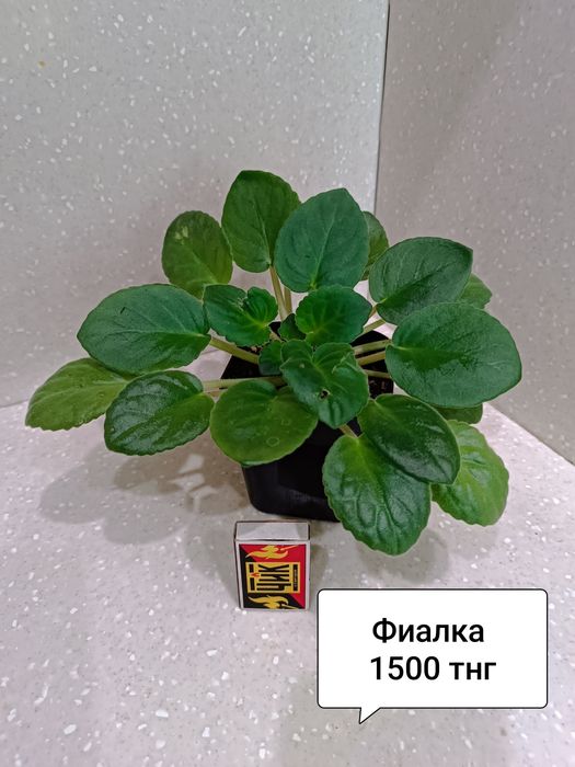 Цветы в горшках комнатные