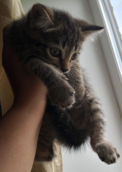 Отдам троих котят