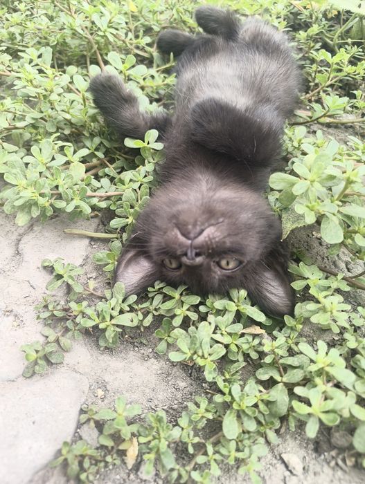 Маленькие котята