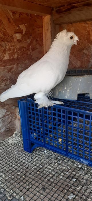 Porumbei jucatori de uzbekistan