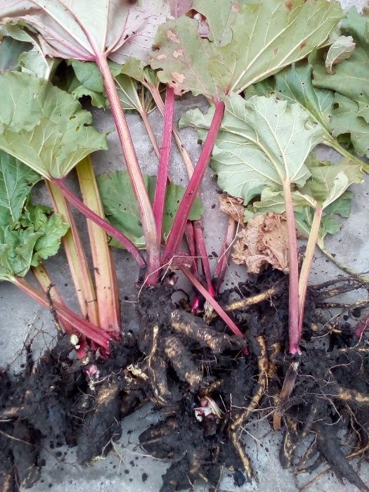 Producator vand coroana de rubarba , revent , rabarbar aclimatizata