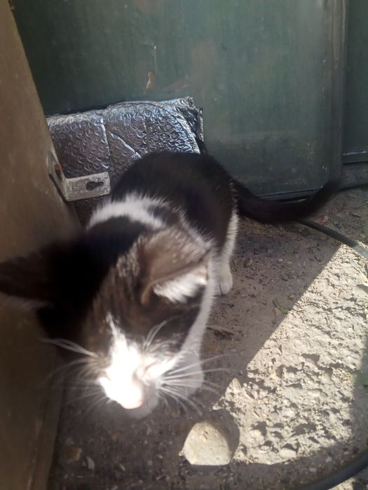 Котята ищут любящих хозяев