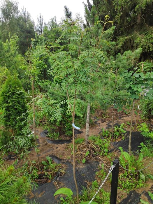 Рябина разных сортов и размерв