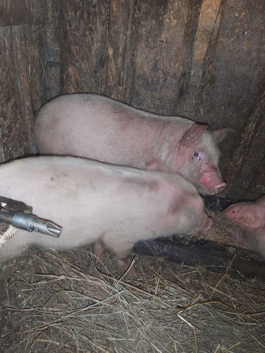 Поросята продам крупные