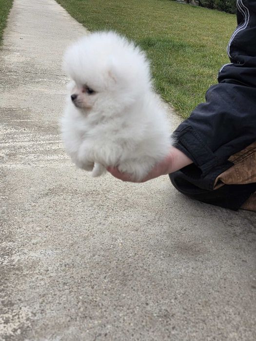 Pui rasa pomeranian