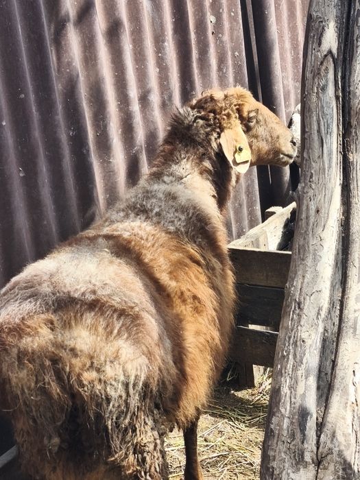 Продам барануху с ягнёнок