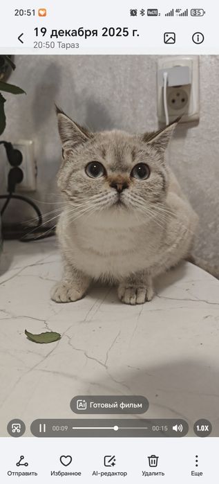 Девочка Скоттиш Страйт блю поинт