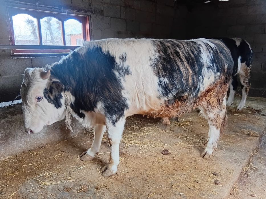 Бұқа сатылады 9 бас