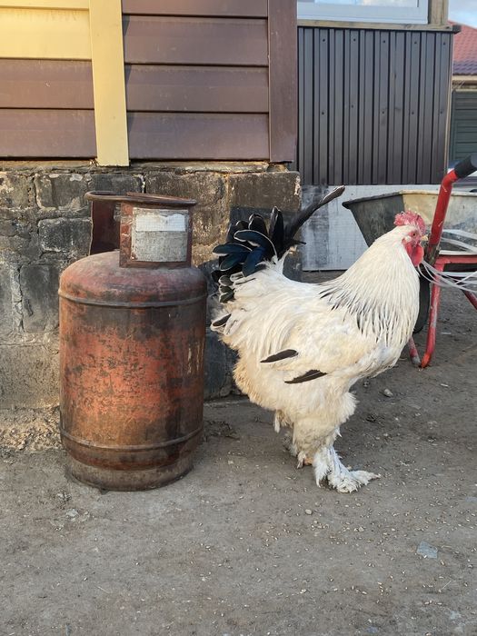 Продам брамо