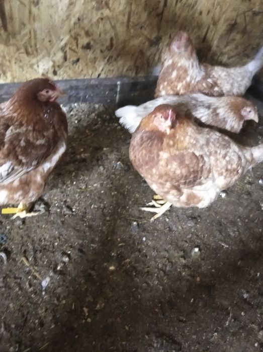 Кур Несушек порода родонит