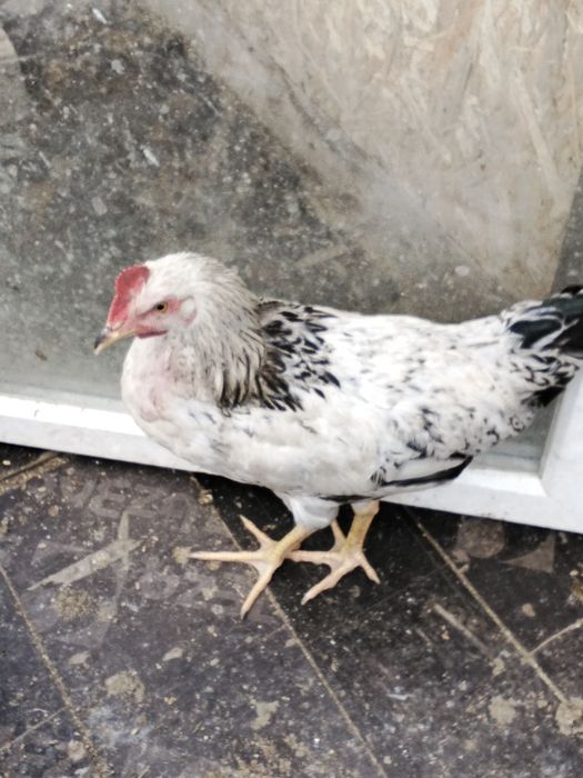 Птицы домашние продам