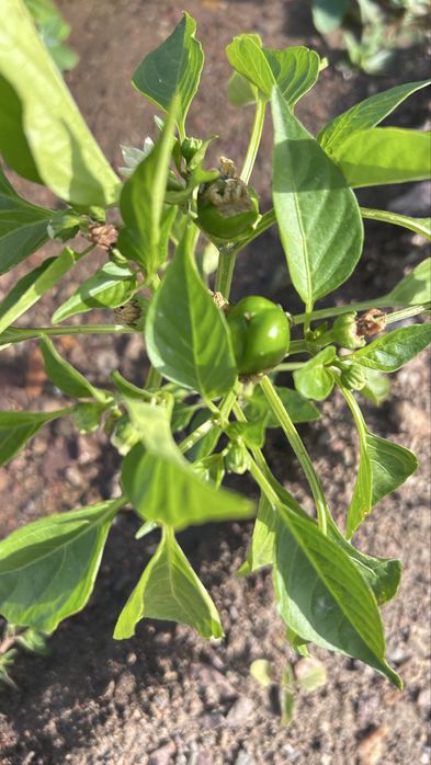 Продается дача 12 соток