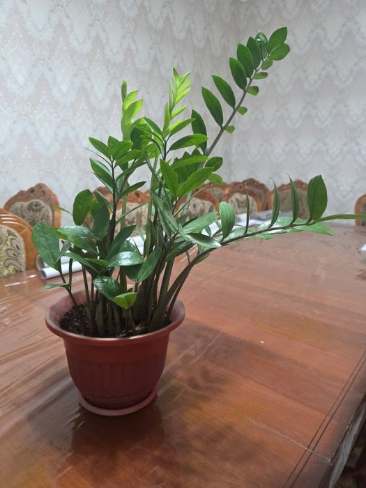 Доллар гүліііііі