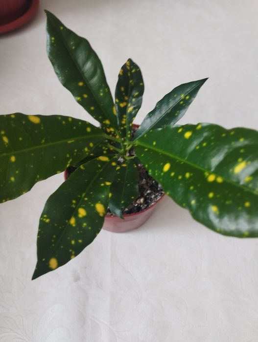 Комнатные растения, район Евразии