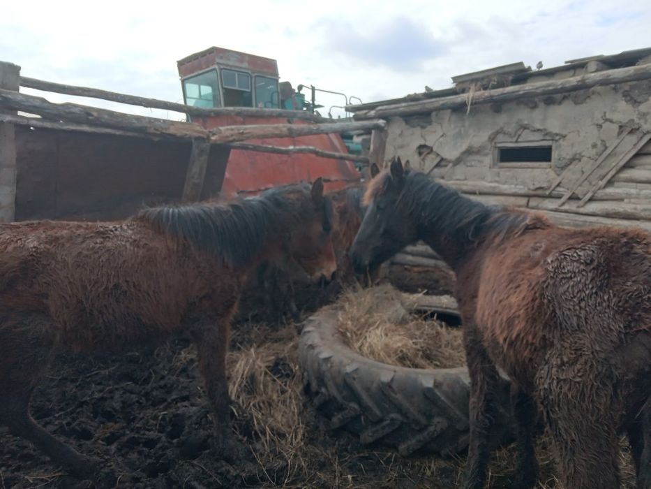 Жабағылар бұзаулар сатыладв