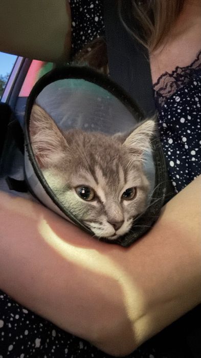 Котенок девочка 3,5мнс