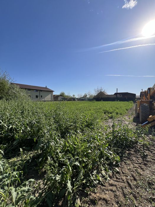 Teren intravilan 625 mp Ciofliceni – Snagov | Utilități | Stradă în asfaltare