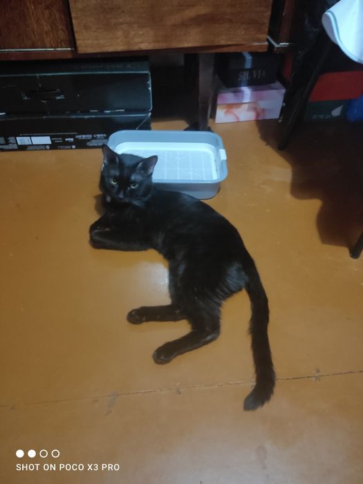 Кот великолепный