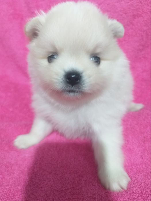 Щенки померанского шпица!!!