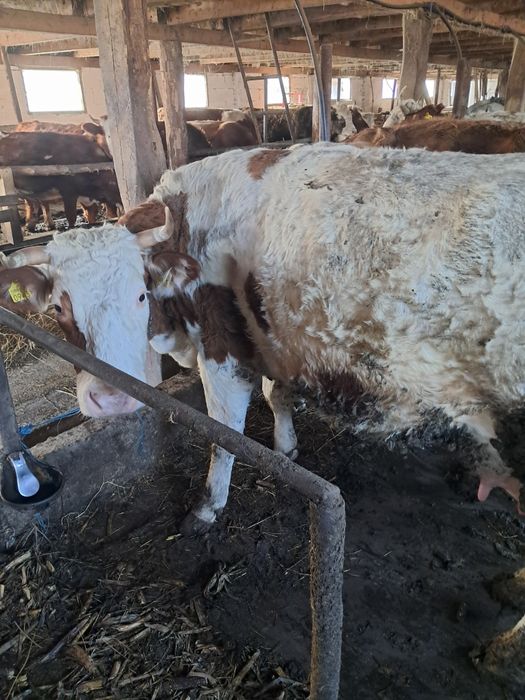 Vaci de vanzare vaci