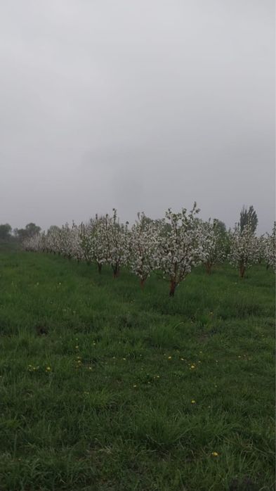 Сад плодоносящий