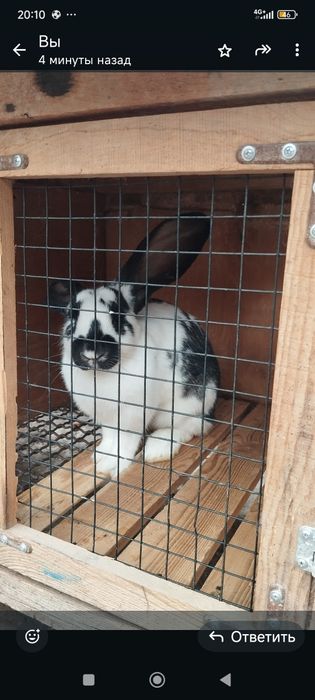 Продам кролика Строкач