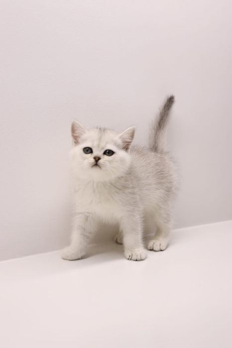 Шиншиллы британские. серебряные.