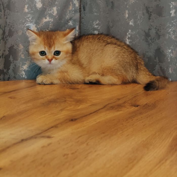 Котята золотые драгоценный окрас .