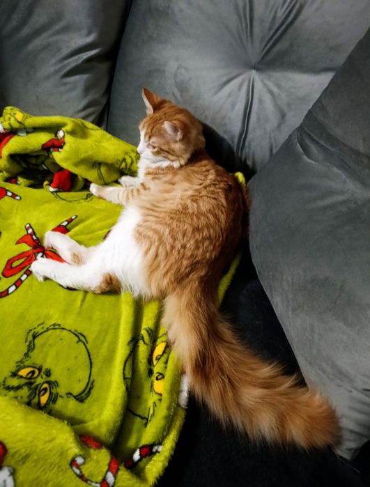 Подарявам мъжко коте на 6 месеца