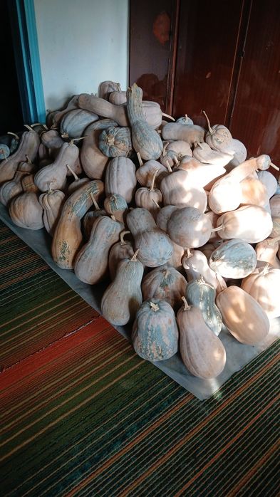 Тыква мантная продам