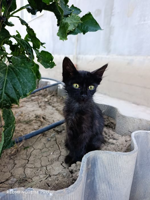 Котенок в добрые