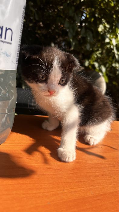 Отдам котят в добрые руки