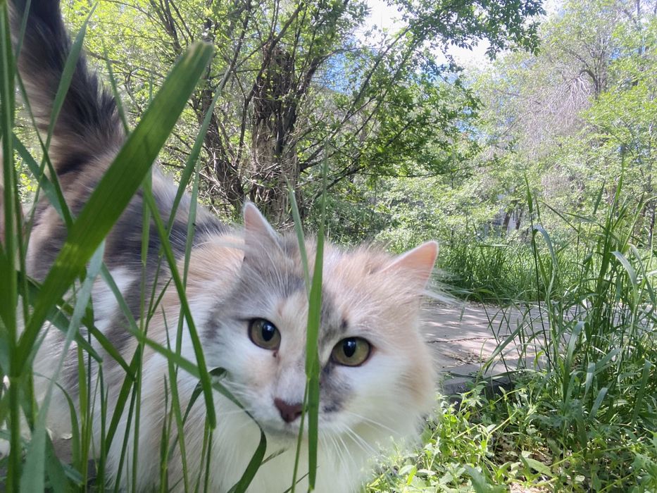 Отдам в добрые руки кошку