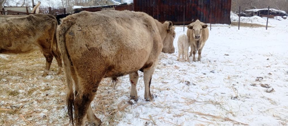 Продам быка 2 года