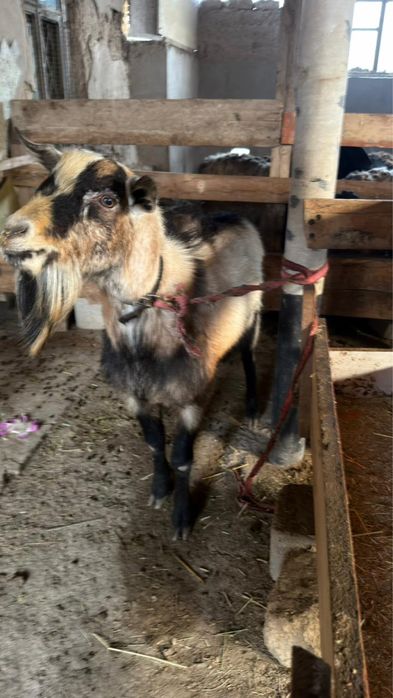 Альпийски тек 2жасар