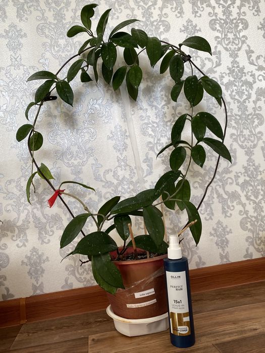 Цветы комнатные