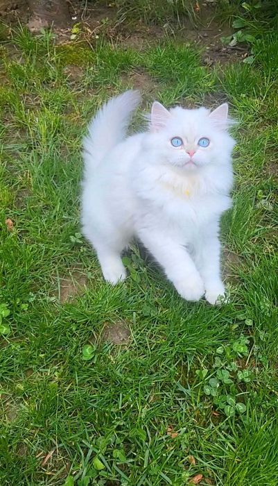 Fetita British longhair cu ochi albastri superba - pedigree, teste genetice negative