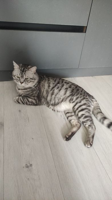 Кот ждёт в гости кошку