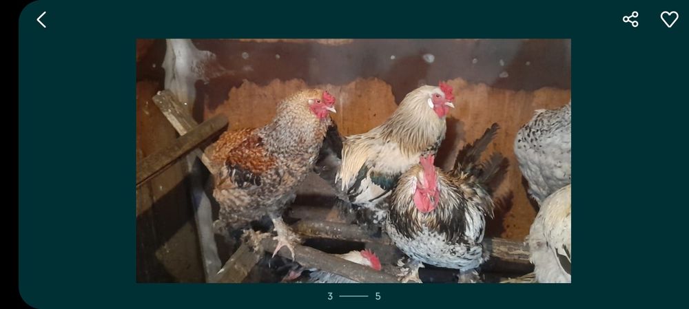 Продам домашних петухов, живьём