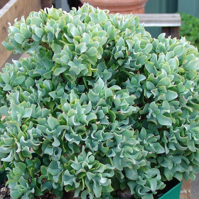 Крассула древовидная (Crassula arborescens undulatifolia) — 20 см