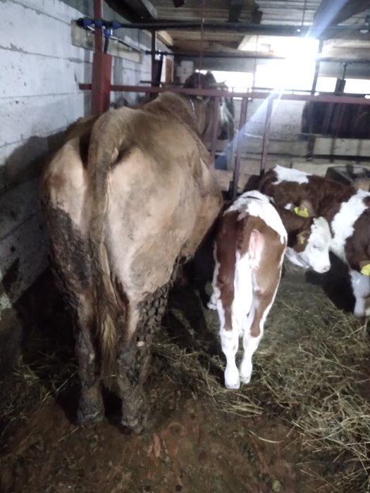 Vind vacă cu vitea de o lună jumătate