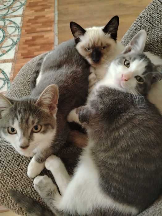 Отдам котят в добрые руки