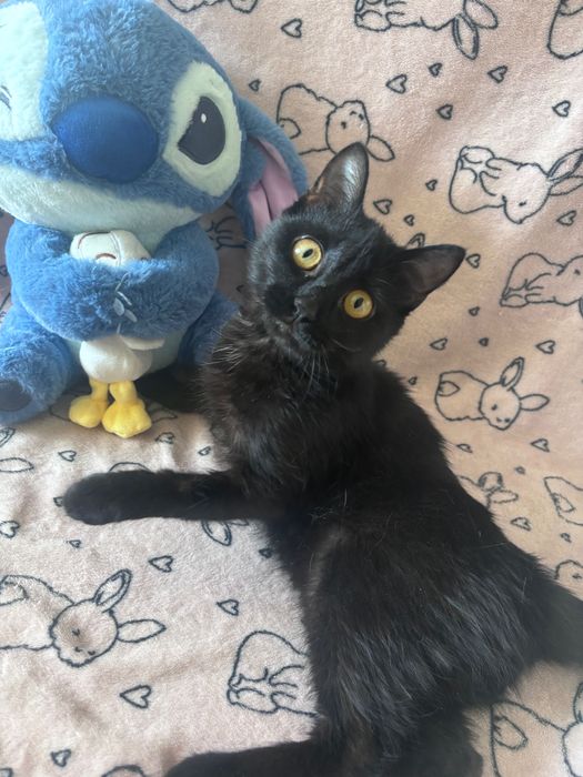 Черный котенок мальчик в добрые руки