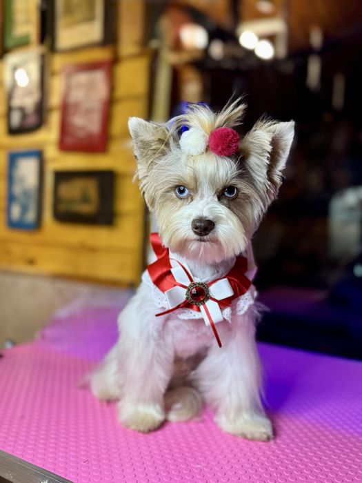 Tune catei bragadiru