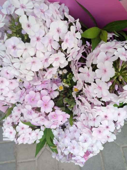 Цветы (букеты,корзинки на заказ)