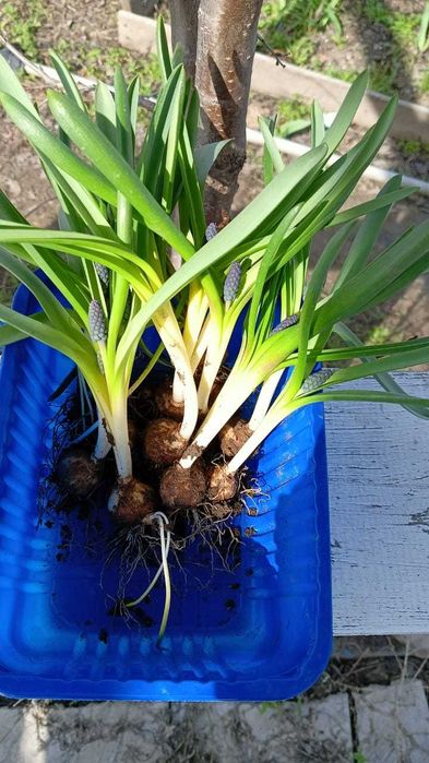 Продаются цветы . Находятся в Аксае ЗКО