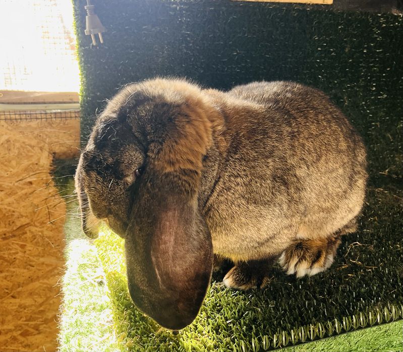 Mascul aguti din Mai 2025