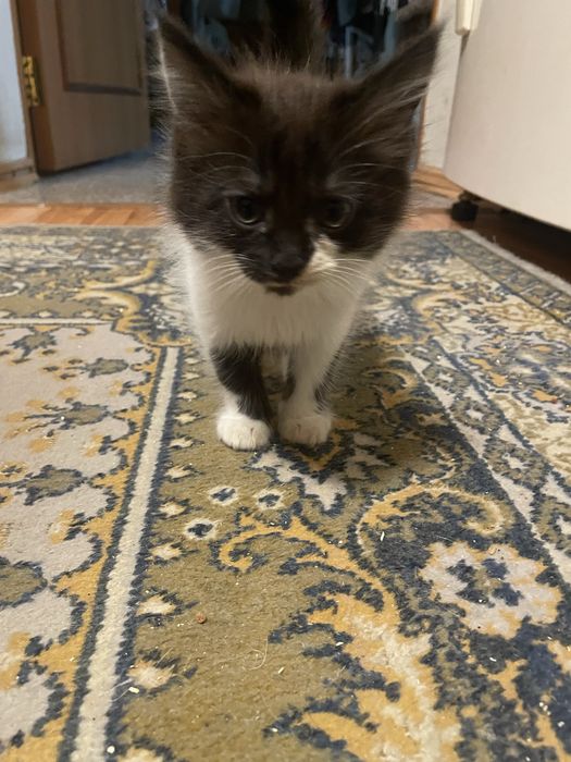 Отдам котят в хорошие руки