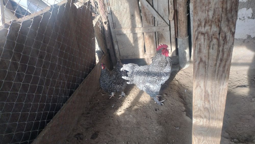 Мехеленская кукушка