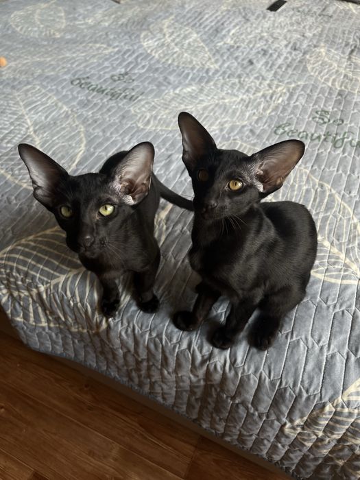 Ориентальные котята